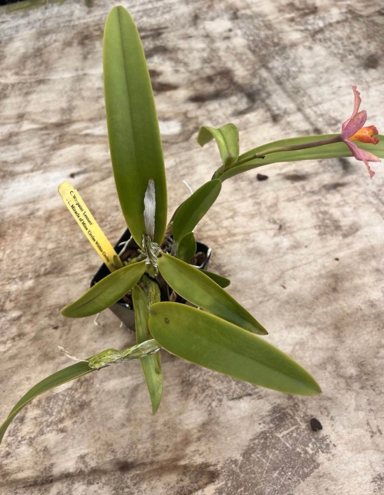 4” Cattleya Warpaint ‘Lennett’ X Miracle Of Mine