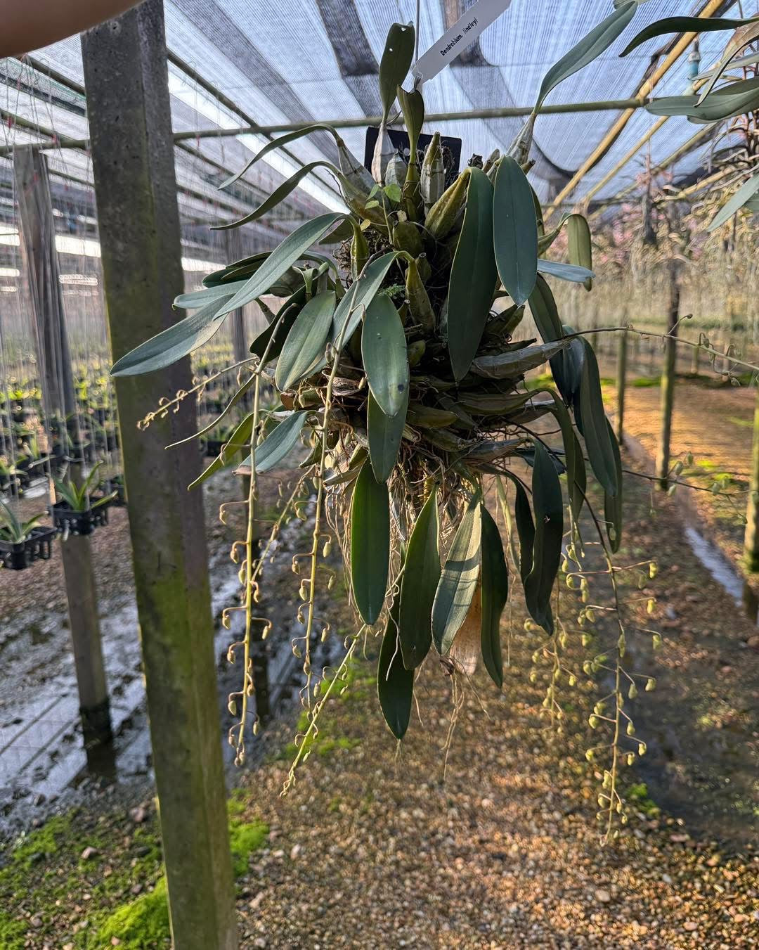 Jumbo Dendrobium Lindelyi