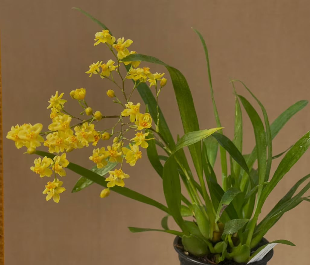 Oncidium Twinkle ‘Oro’