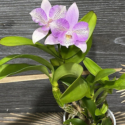 Caulocattleya Chantilly Lace ‘Twinkle’