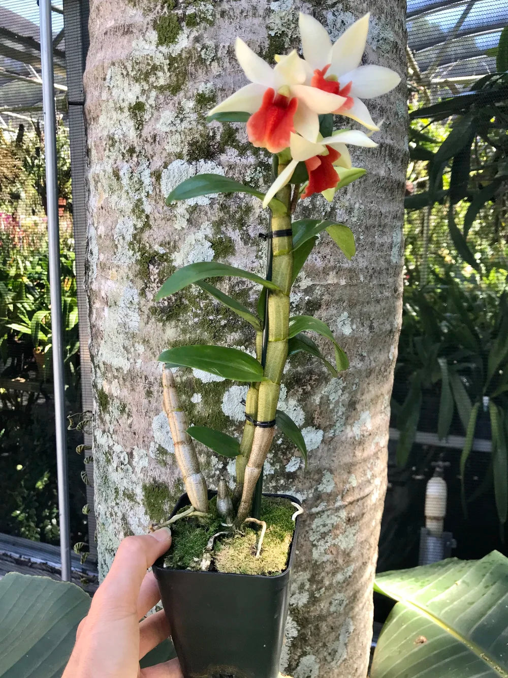 Dendrobium Hysing Frostmare