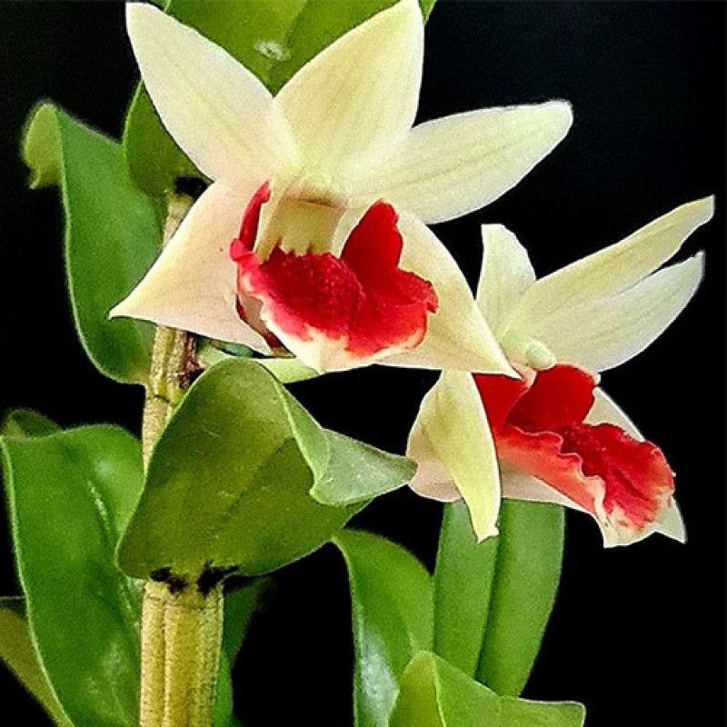 Dendrobium Hysing Frostmare