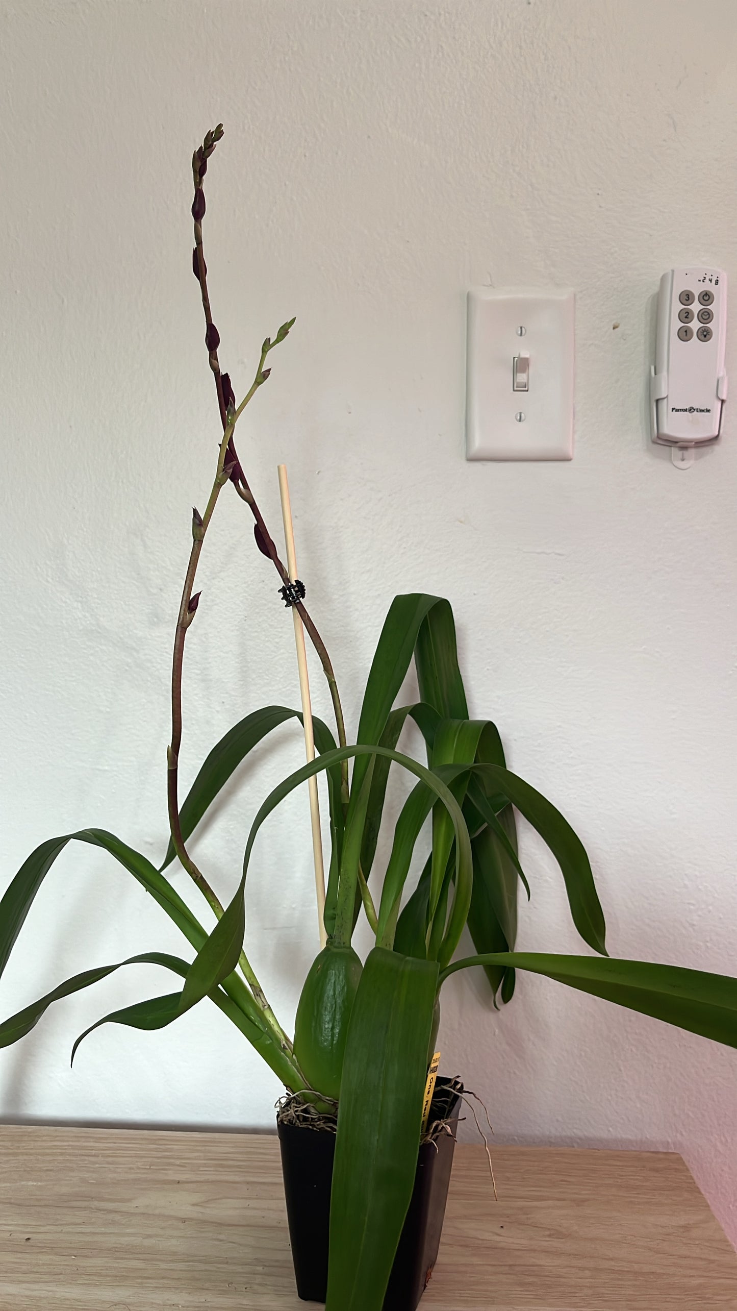 Onc. Red Silk ‘HOF’