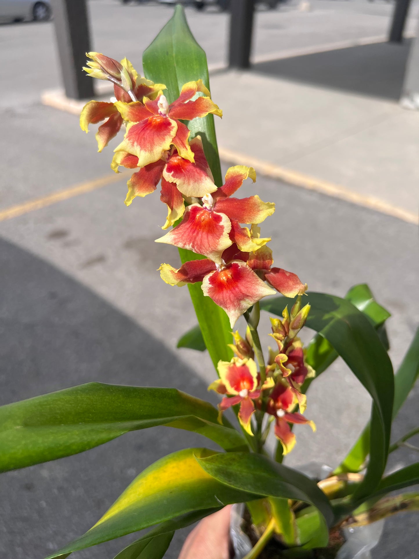 Mtdm. Pacific Waters 'Paul's Pride'