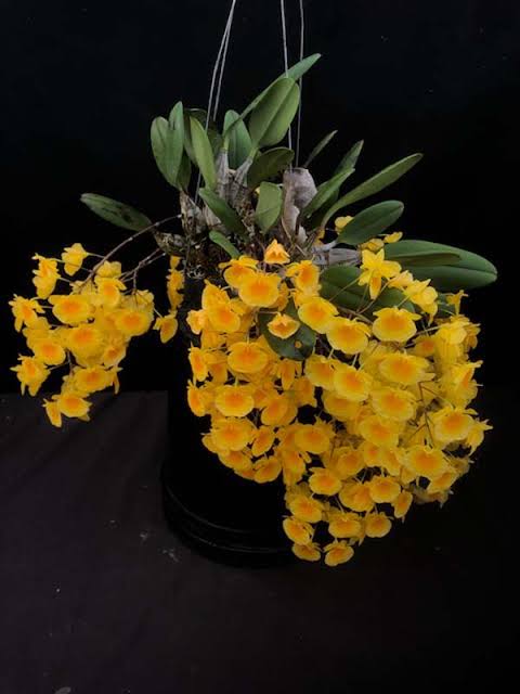 Jumbo Dendrobium Lindelyi