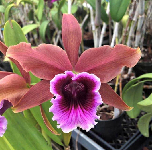 SVO Hybrid L. Tenebrosa ‘SVO Beauty’ x L. Tenebrosa ‘Windflower’