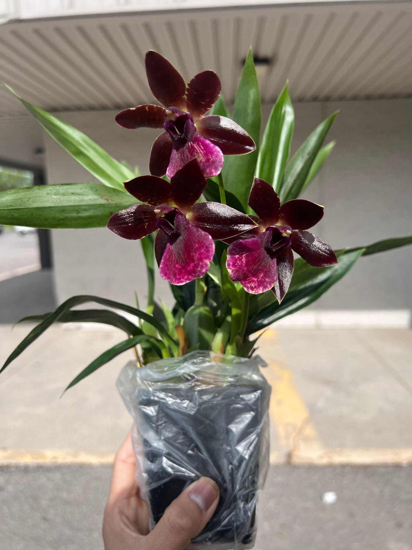 Rare Pptm. La Jolla Delight 'HOF'