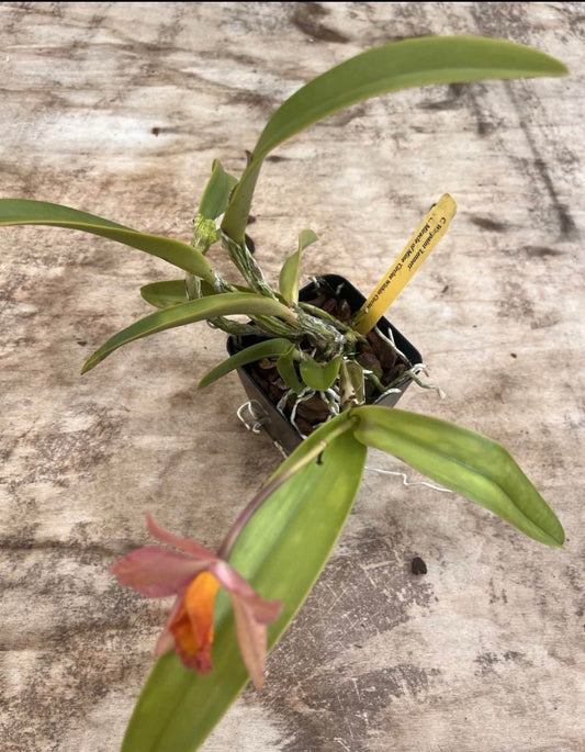 4” Cattleya Warpaint ‘Lennett’ X Miracle Of Mine