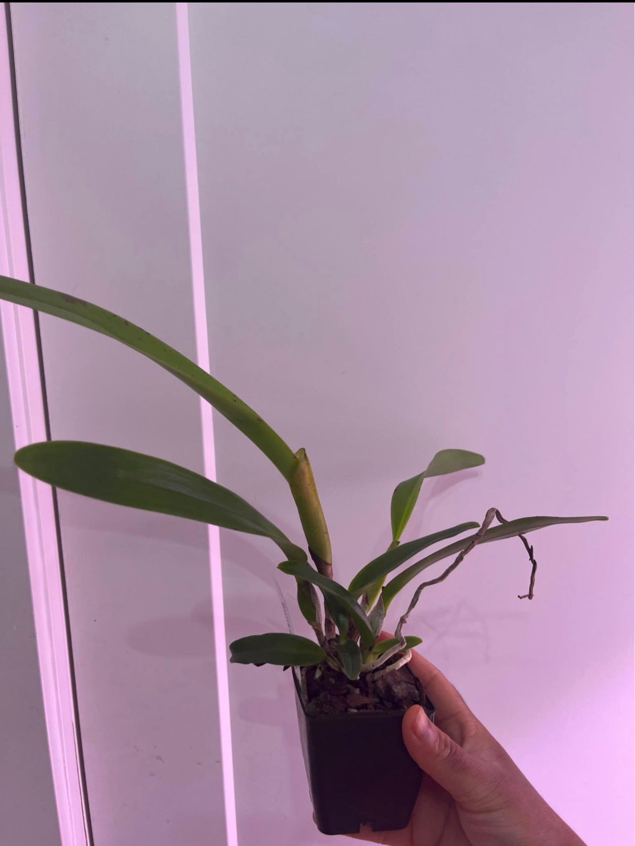 SVO Hybrid L. Tenebrosa ‘SVO Beauty’ x L. Tenebrosa ‘Windflower’