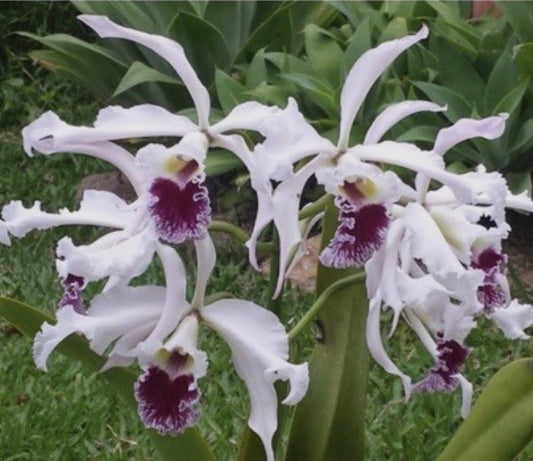 Laelia Crispa ‘AWZ-USA’ x Sib 4” Pot
