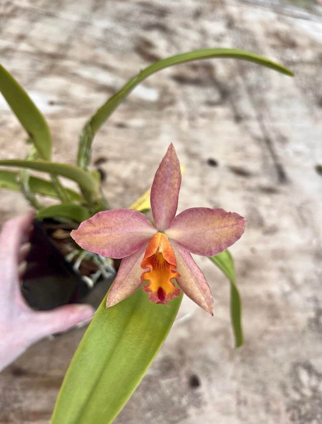 4” Cattleya Warpaint ‘Lennett’ X Miracle Of Mine