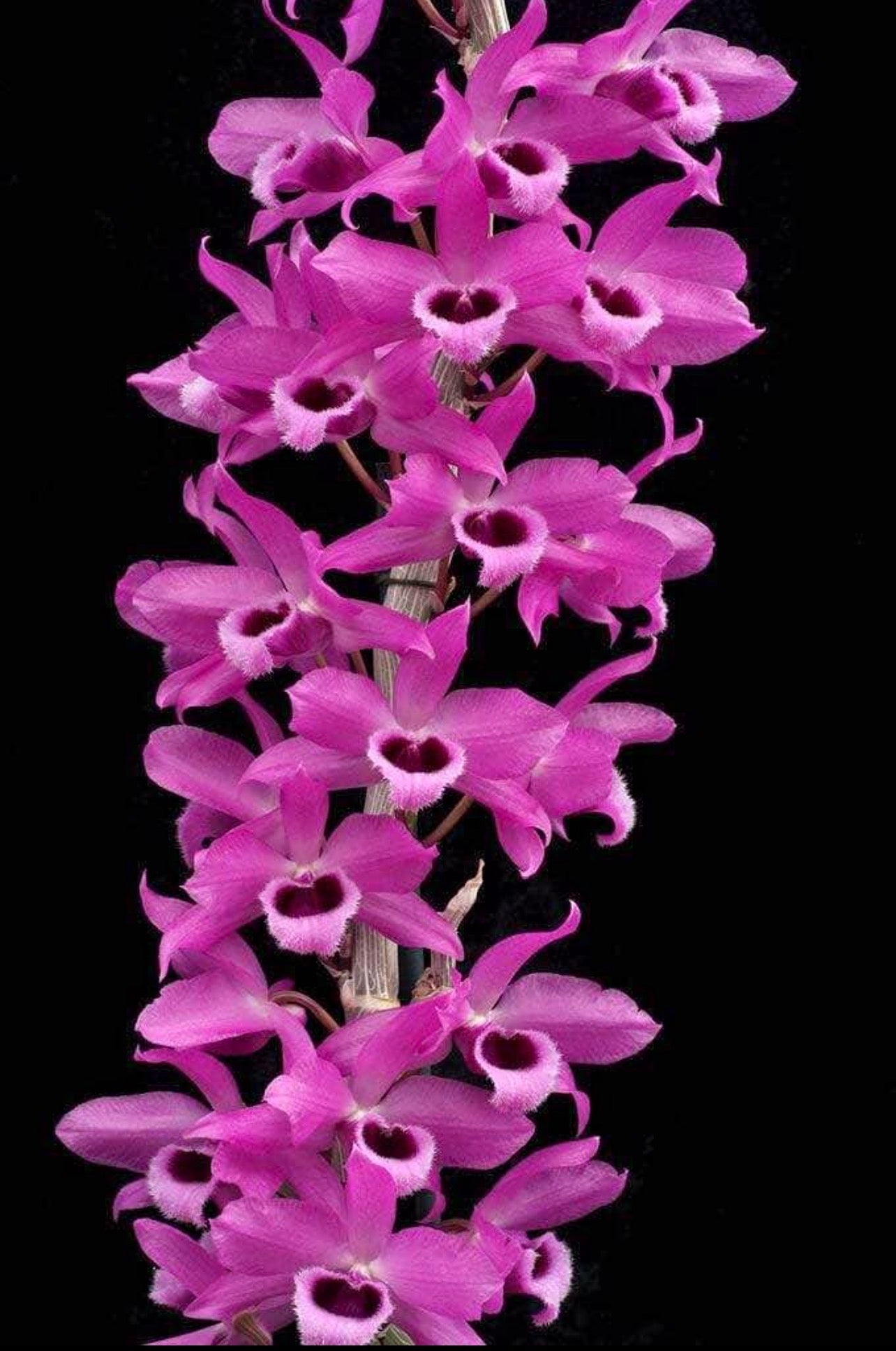 Dendrobium Nestor