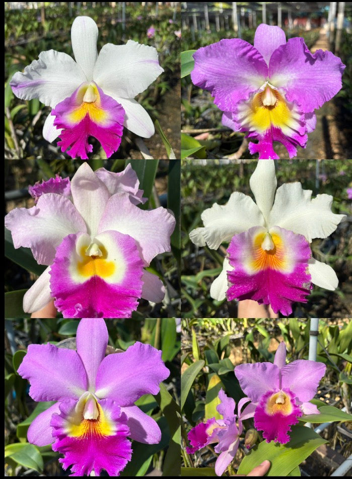 Rlc. Fancy Hybrid