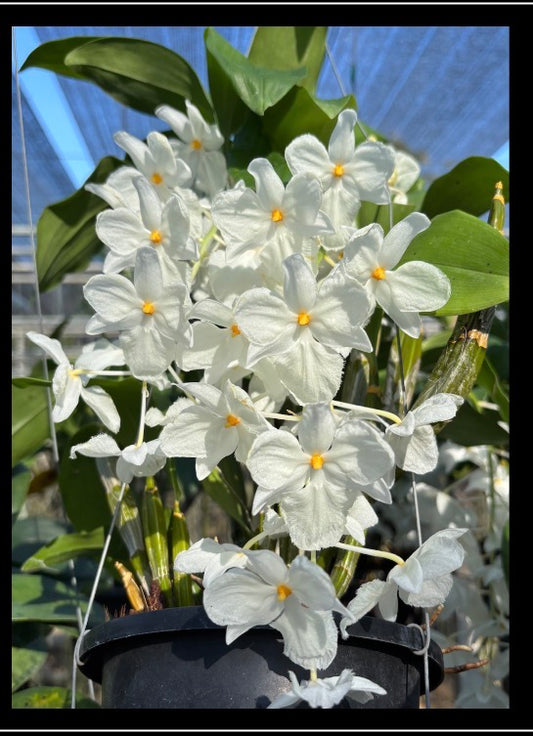 Jumbo Size Dendrobium Farmeri Alba- Species