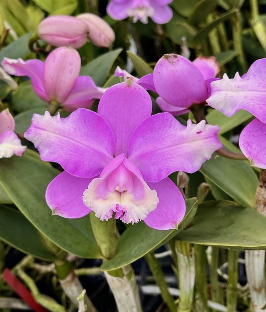 Cattleya Loddigesii Punctata X Peloric Punctata ‘Got It All Going On’ JC/AOS 4”