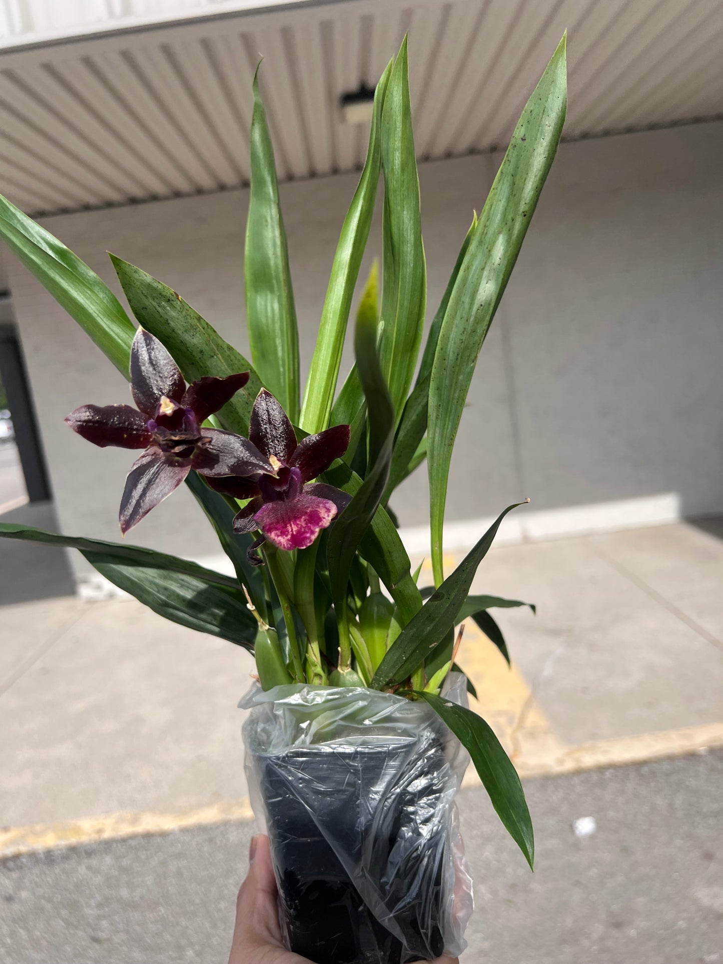 Rare Pptm. La Jolla Delight 'HOF'
