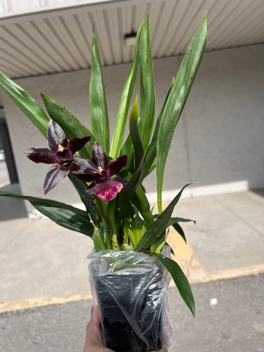 Rare Pptm. La Jolla Delight 'HOF'