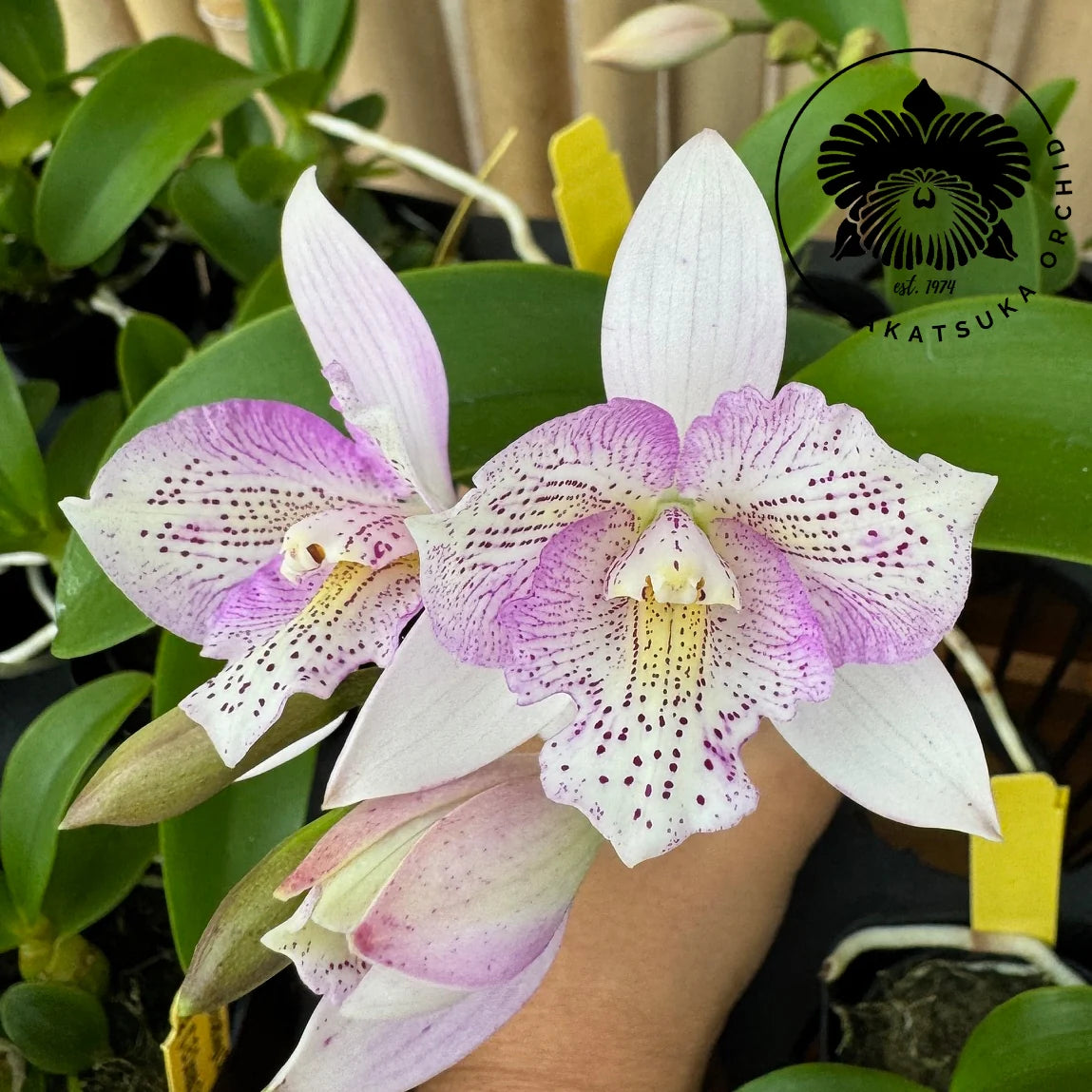 Caulocattleya Chantilly Lace ‘Twinkle’