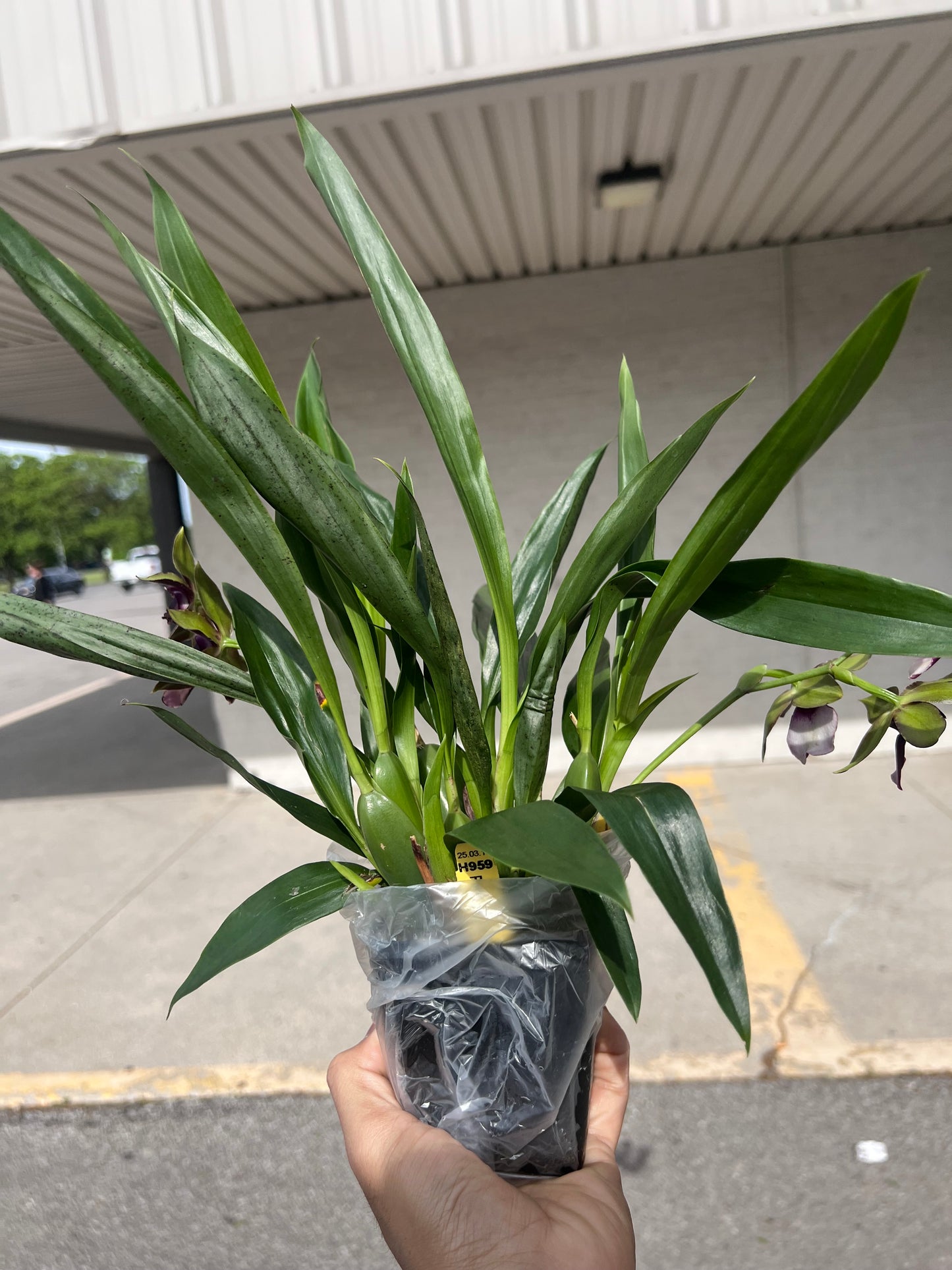 Rare Pptm. La Jolla Delight 'HOF'