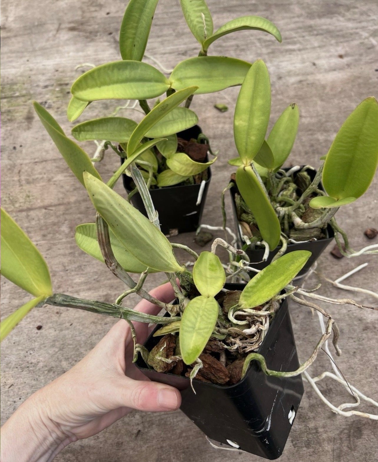 Cattleya Loddigesii Punctata X Peloric Punctata ‘Got It All Going On’ JC/AOS 4”