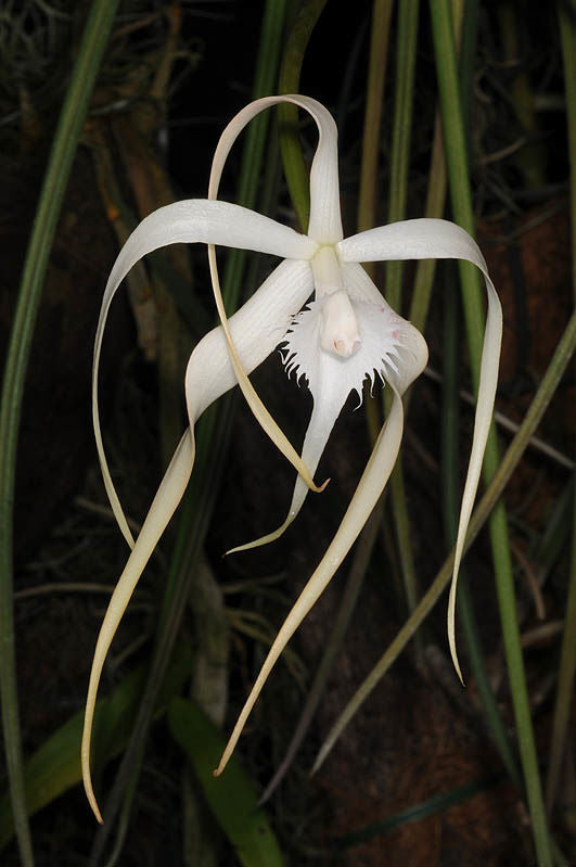 Orchid Species IN BUD - Brassavola cucullata
