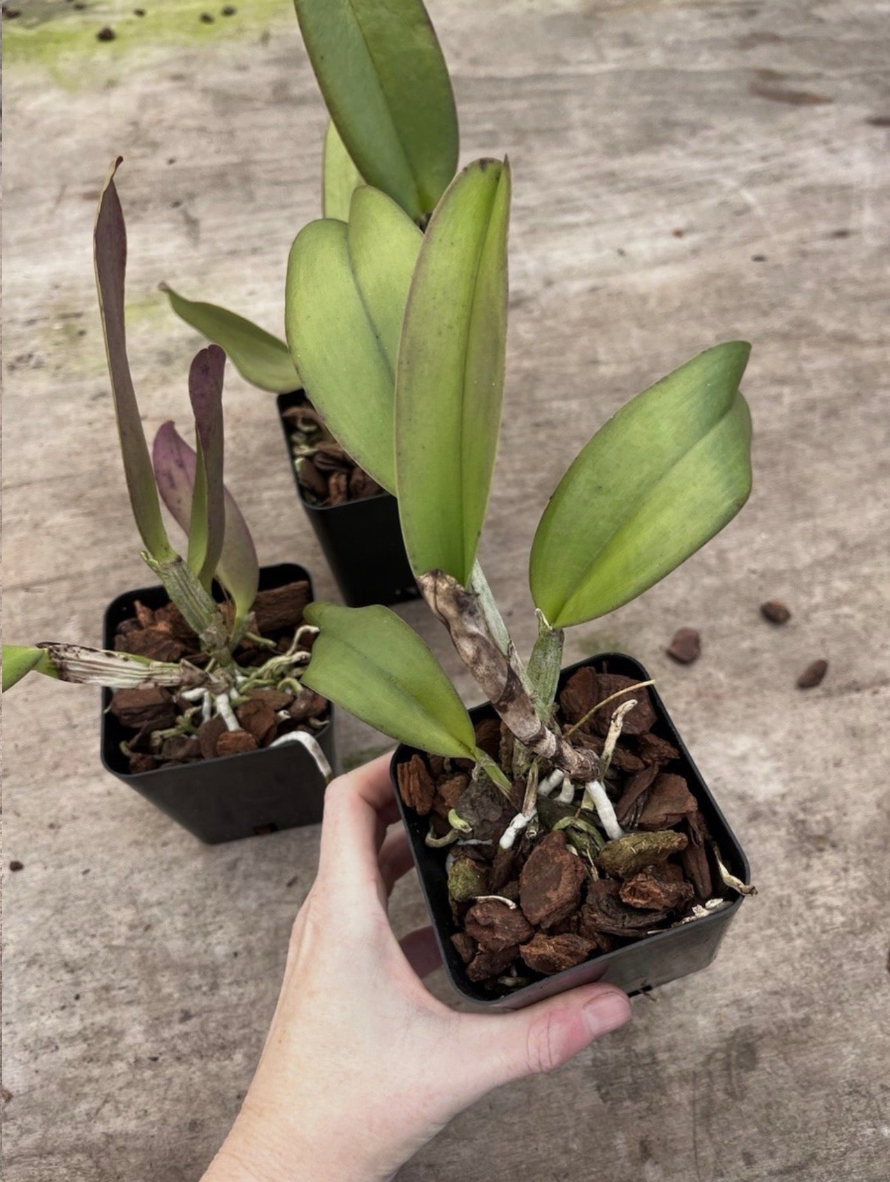 Rlc Kilauea At Night ‘New Flow 2016’ X Walden’s Glen ‘Green man’s grapes’ AM 4”