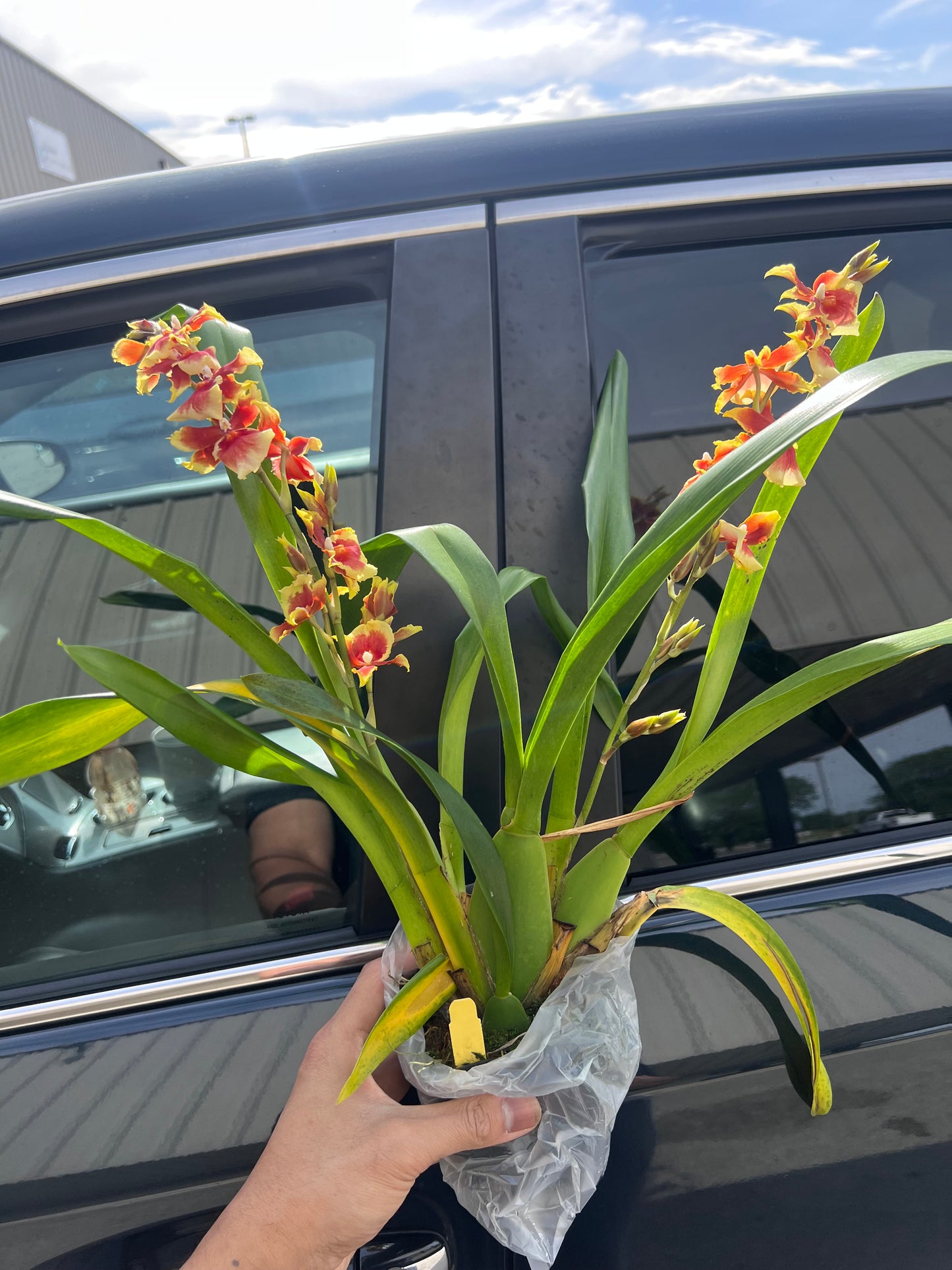 Mtdm. Pacific Waters 'Paul's Pride'