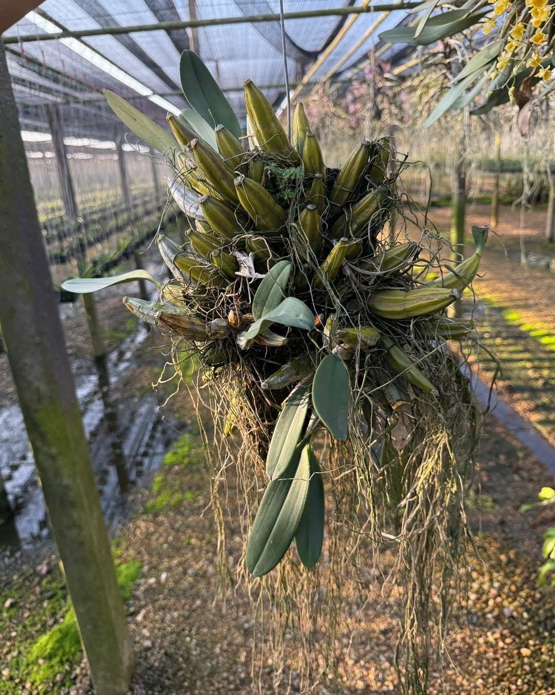 Jumbo Dendrobium Lindelyi