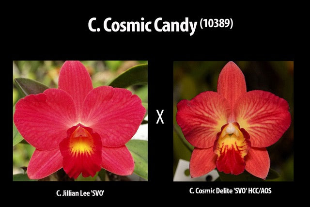 C. Cosmic Candy