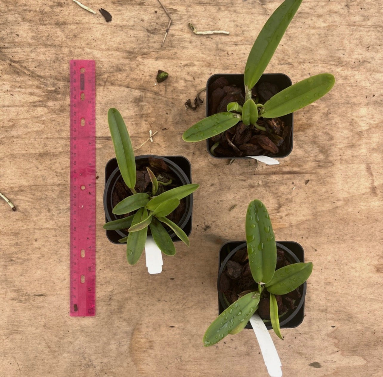 Cattleya Maxima v Coerulea ‘Hector’ x v Alba #2 4” Pot