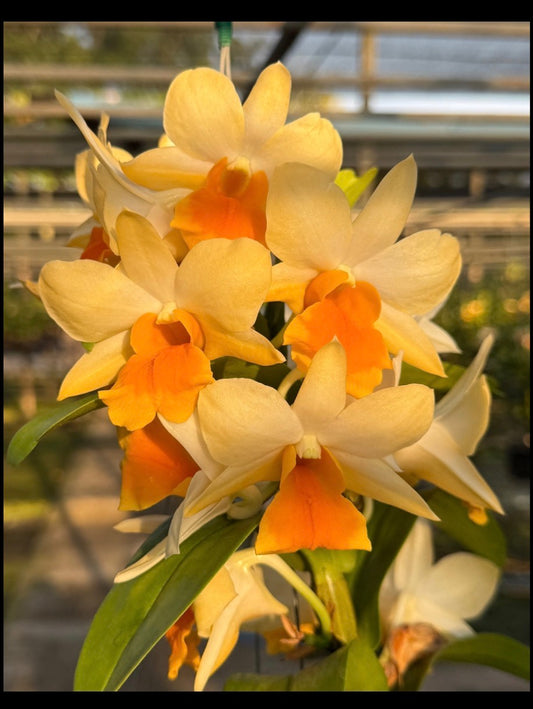 6” Dendrobium Frosty Dawn