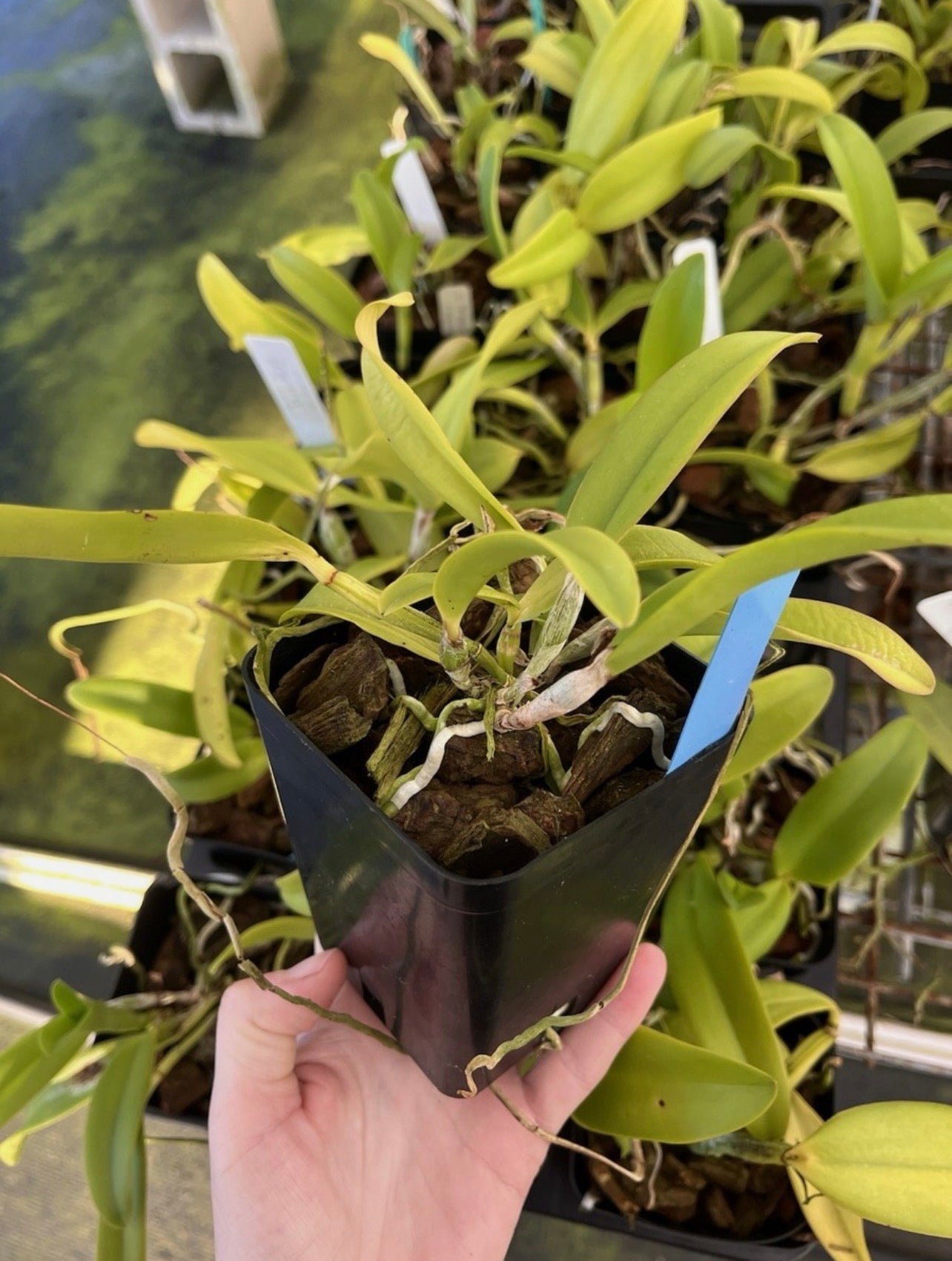 Cattleya Fulvescens ( c forbesii X dowiana v aurea) 4” POT