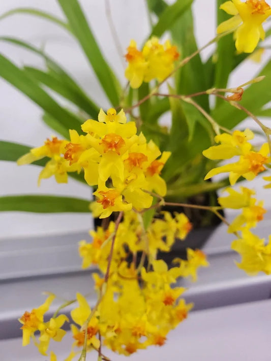 Oncidium Twinkle ‘Oro’