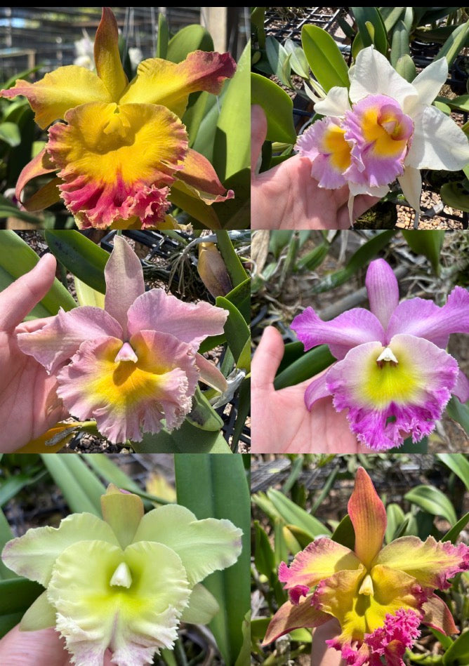 Rlc. Fancy Dig Hybrid