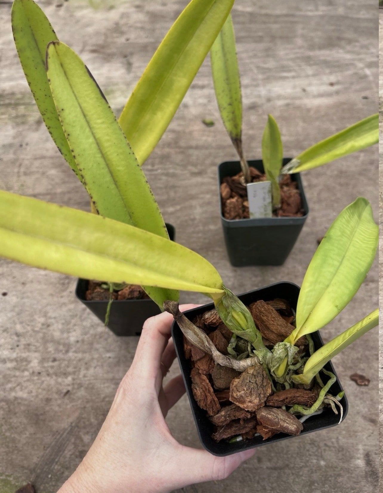 Laelia Crispa ‘AWZ-USA’ x Sib 4” Pot