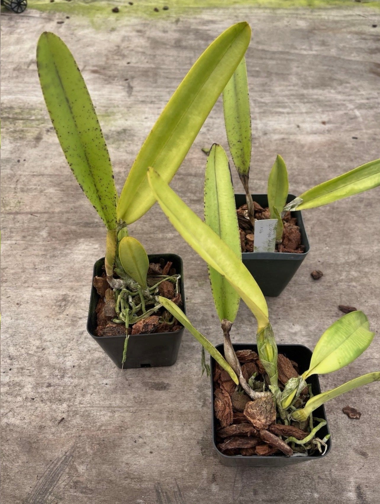 Laelia Crispa ‘AWZ-USA’ x Sib 4” Pot