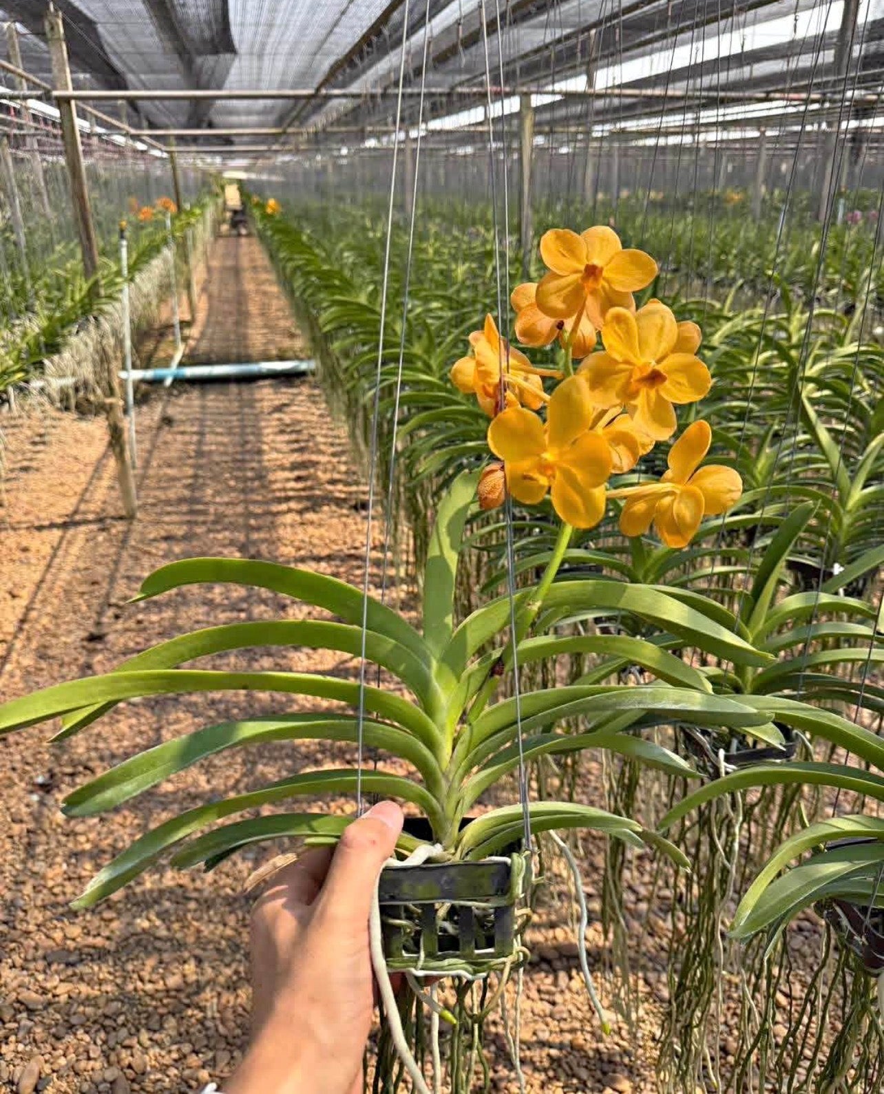 Vanda Chartreuse Gold