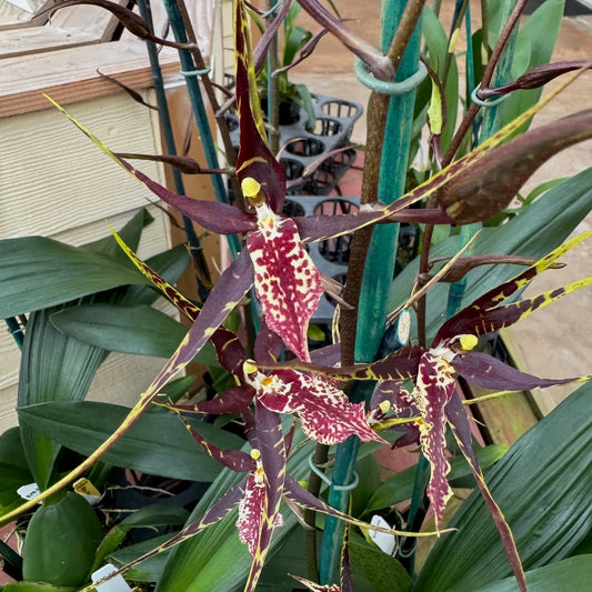 Oncidium