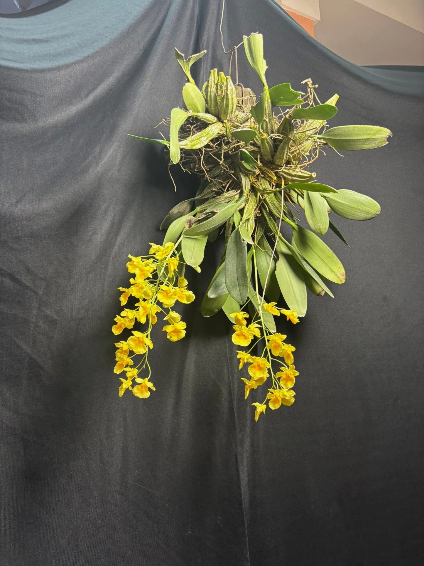 Jumbo Dendrobium Lindelyi