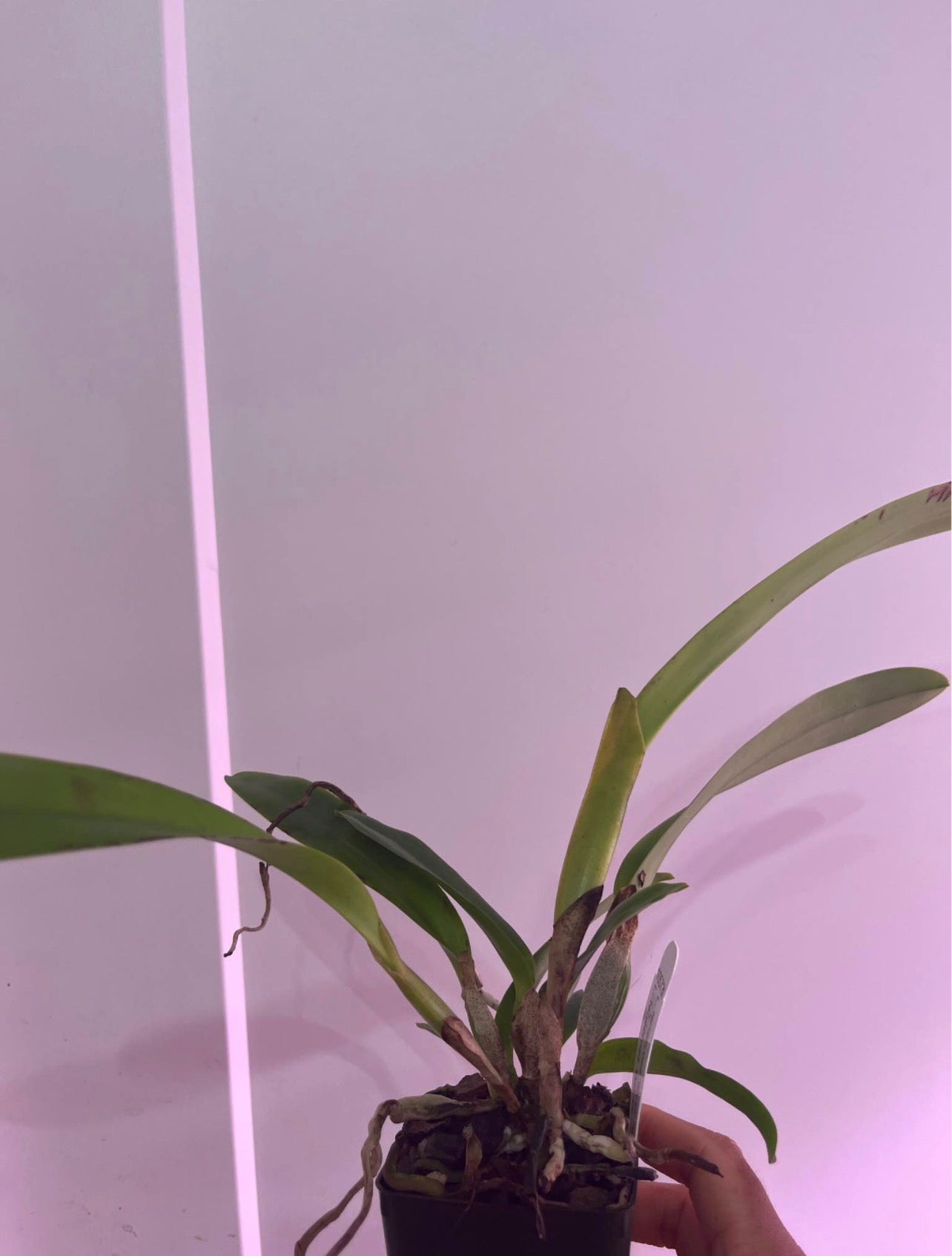 SVO Hybrid L. Tenebrosa ‘SVO Beauty’ x L. Tenebrosa ‘Windflower’