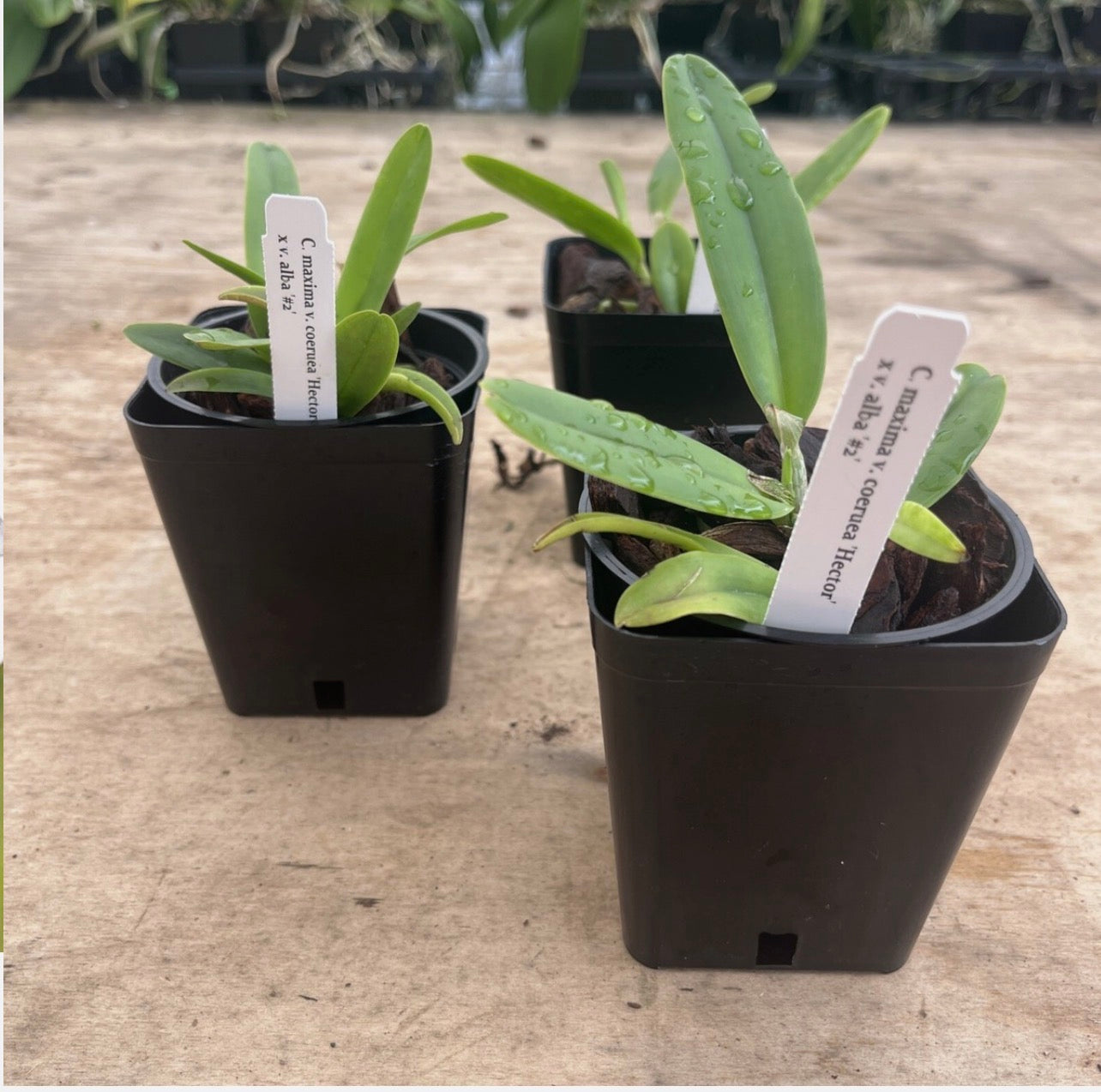 Cattleya Maxima v Coerulea ‘Hector’ x v Alba #2 4” Pot