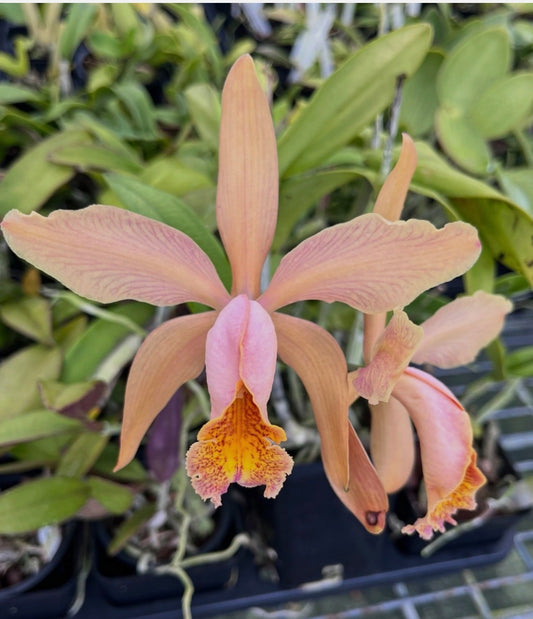 Cattleya Fulvescens ( c forbesii X dowiana v aurea) 4” POT