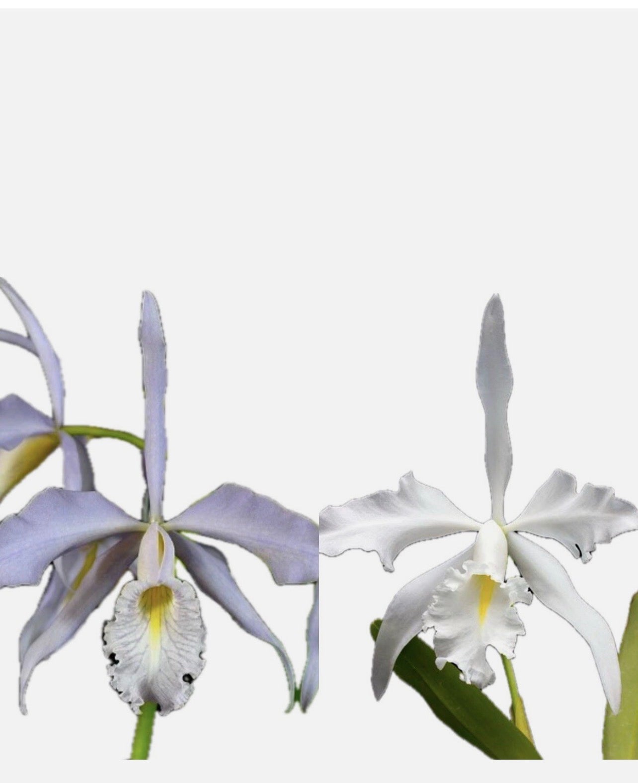 Cattleya Maxima v Coerulea ‘Hector’ x v Alba #2 4” Pot