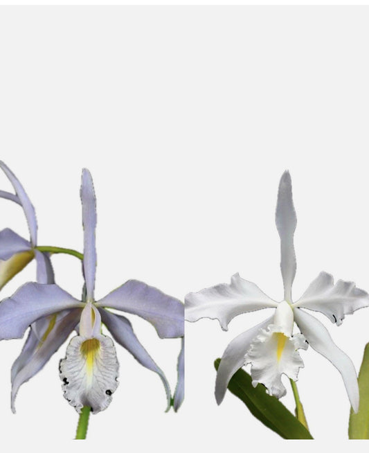 Cattleya Maxima v Coerulea ‘Hector’ x v Alba #2 4” Pot