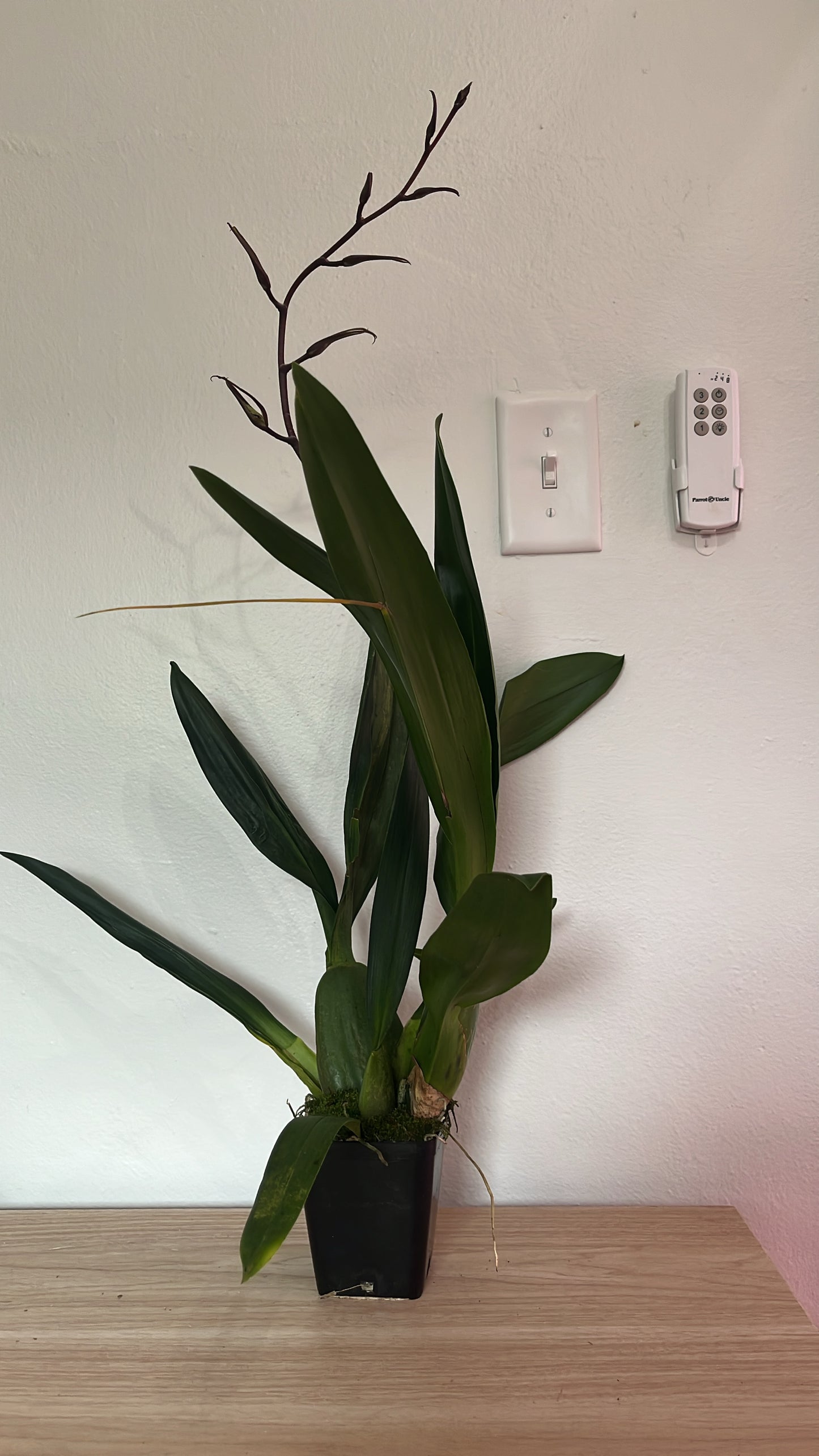 Oncidium