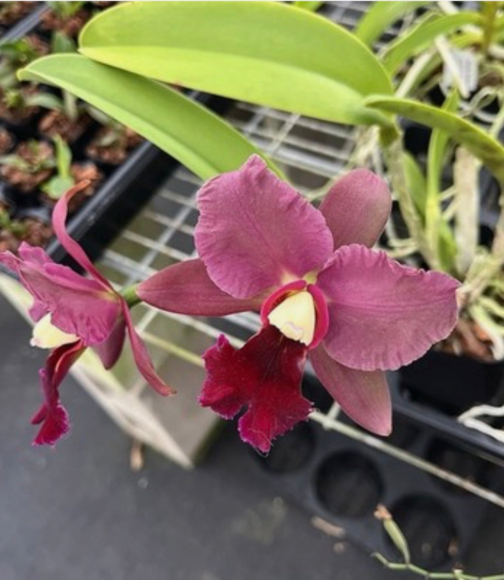 Rlc Kilauea At Night ‘New Flow 2016’ X Walden’s Glen ‘Green man’s grapes’ AM 4”