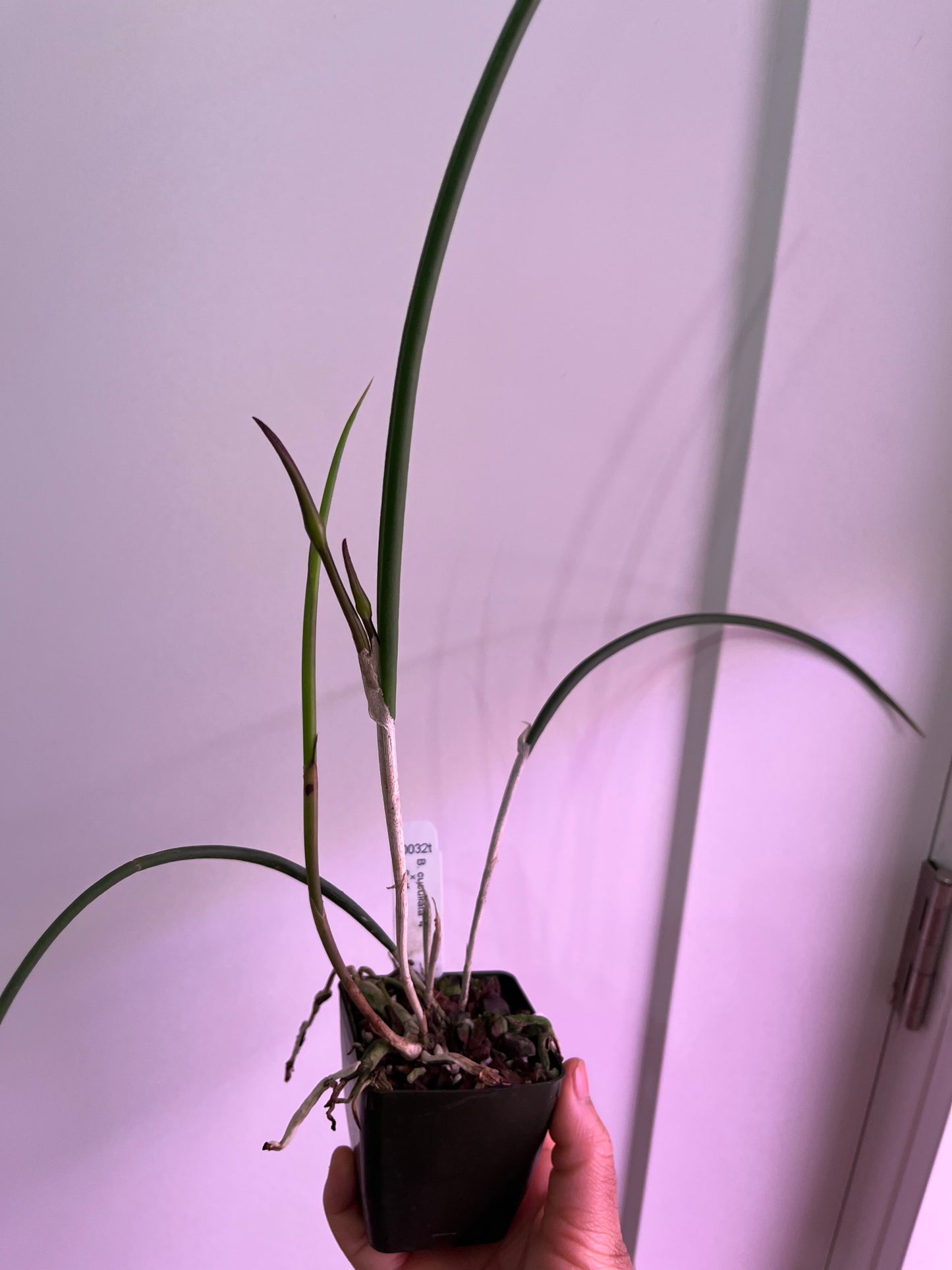 Orchid Species IN BUD - Brassavola cucullata