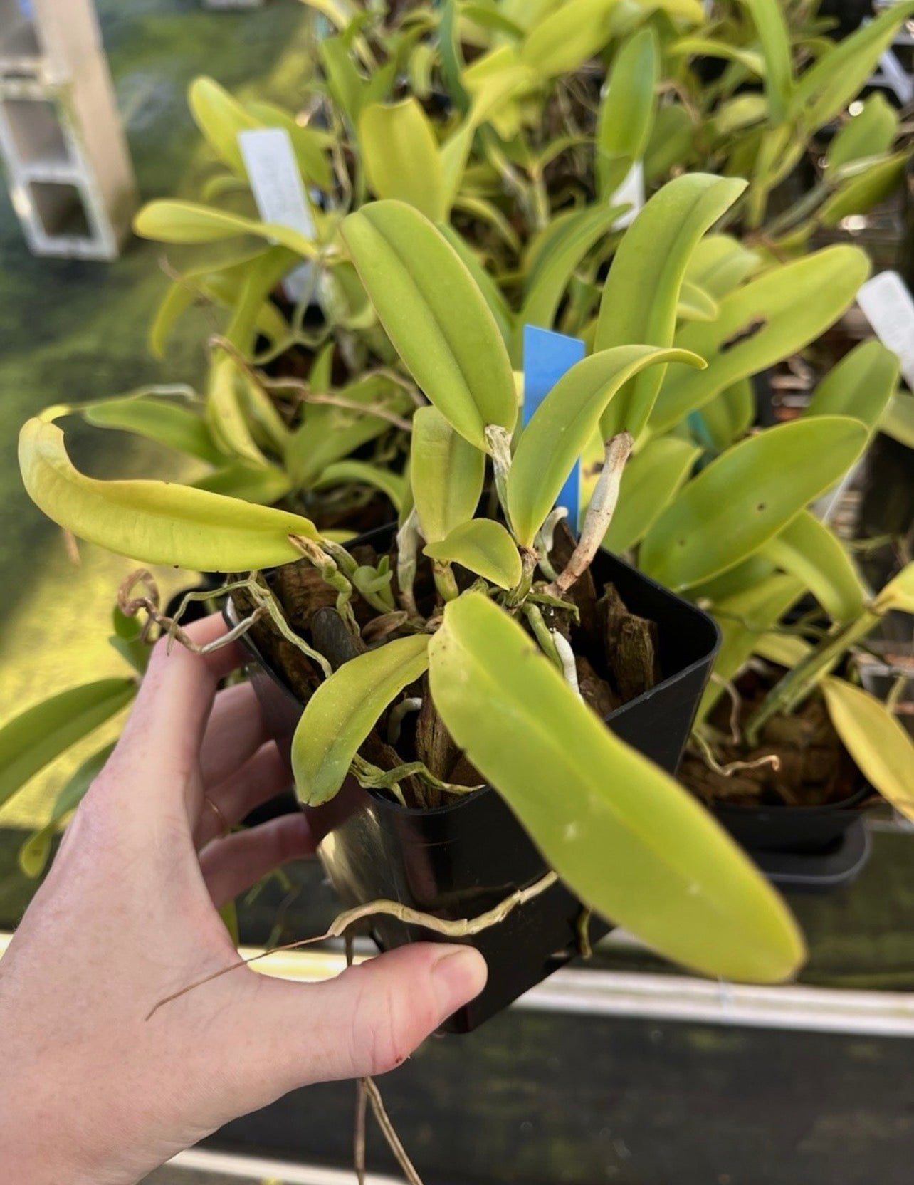 Cattleya Fulvescens ( c forbesii X dowiana v aurea) 4” POT