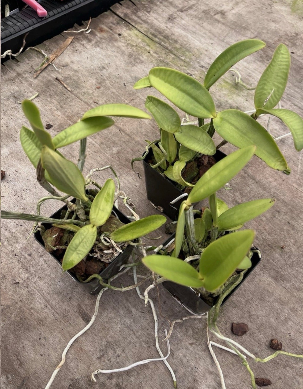 Cattleya Loddigesii Punctata X Peloric Punctata ‘Got It All Going On’ JC/AOS 4”