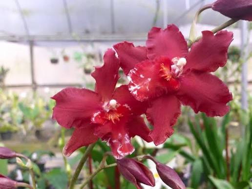 Onc. Red Silk ‘HOF’